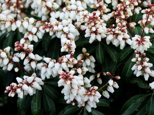 PIERIS japonská BONFIRE