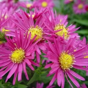 Hvězdice ISLAND BAHAMAS