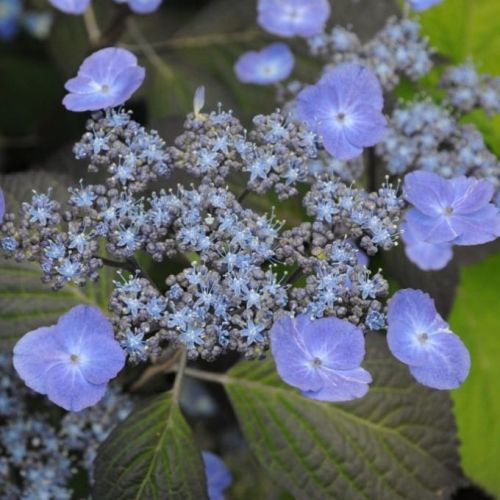 Hortenzie SUMMER GLOW