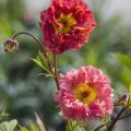 KUKLIK BOHEMA PINK