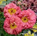 KUKLIK BOHEMA PINK