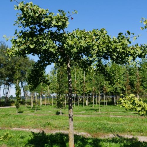 Jinan HORIZONTALIS na pařezu