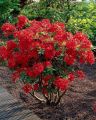 Azalia wielkokwiatowa CROSSWATER RED