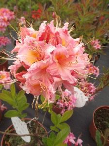 Pěnišník velkokvětý PINK DELIGHT