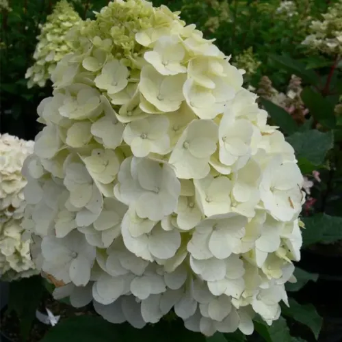 Hortenzie latnatá MAGICAL MONT BLANC