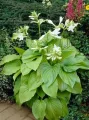Funkia babkolistna GRANDIFLORA