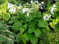Funkia babkolistna GRANDIFLORA
