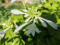 Funkia babkolistna GRANDIFLORA
