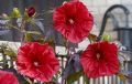 Hibiskus bylinowy CAROUSEL RED WINE