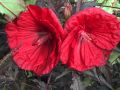 Hibiskus bylinowy CAROUSEL RED WINE