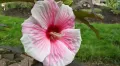 Hibiskus bylinowy CAROUSEL PINK CANDY