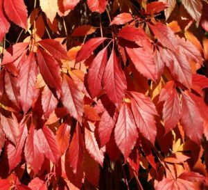 Grapevine pětilistá