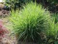 Sesleria HEUFLERA