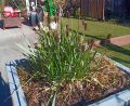 Sesleria HEUFLERA