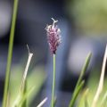 Sesleria HEUFLERA