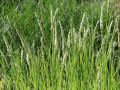 Sesleria JESIENNA