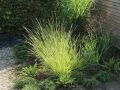 Sesleria JESIENNA