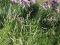 Sesleria JESIENNA