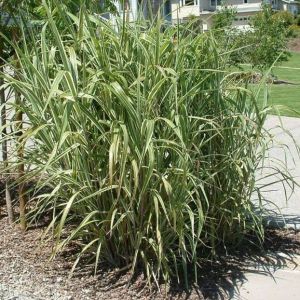 Rákosník obecný VARIEGATA 