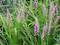 Liriope szafirkowata