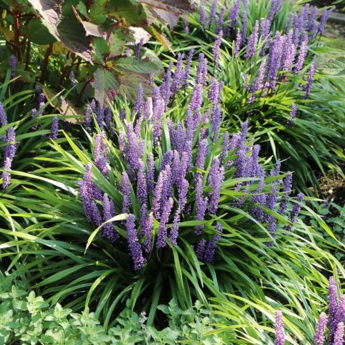 Liriope