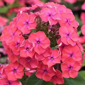 Plamenka FLAME CORAL