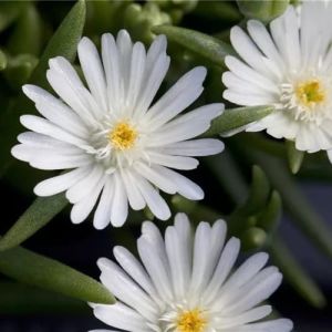 Kosmatec Jewel of Desert MOON STONE