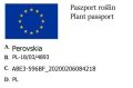 Perowskia