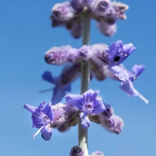 Perovskia łobodolistna  SILVERY BLUE