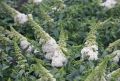 Budleja DREAMING WHITE