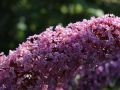 Budleja Dawida PINK DELIGHT