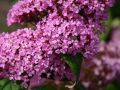 Budleja Dawida PINK DELIGHT