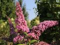 Budleja Dawida PINK DELIGHT