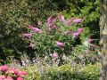 Budleja Dawida PINK DELIGHT