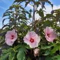 Hibiskus bylinowy SUMMER STORM