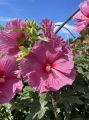 Hibiskus bylinowy FANTASIA