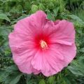 Hibiskus bylinowy FANTASIA