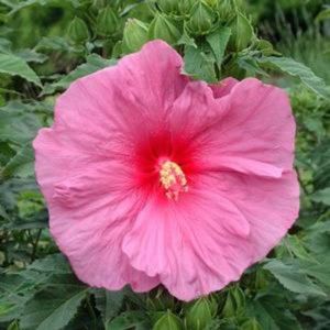 Hibiskus FANTASIA