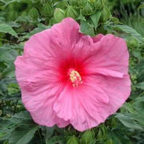 Hibiskus FANTASIA
