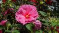 Hibiskus bylinowy FANTASIA