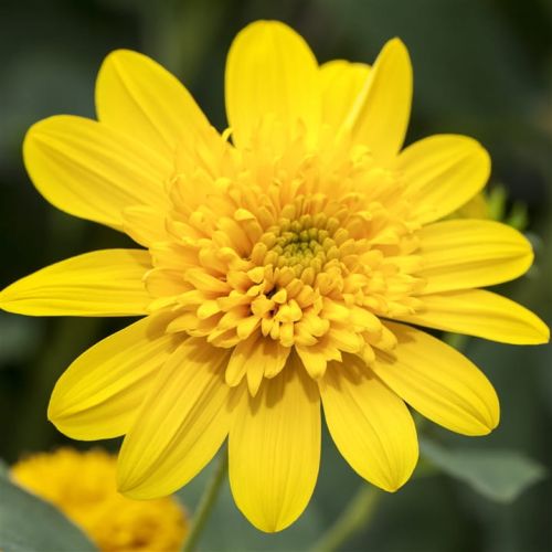 Slunečnice DOUBLE WHAMMY 