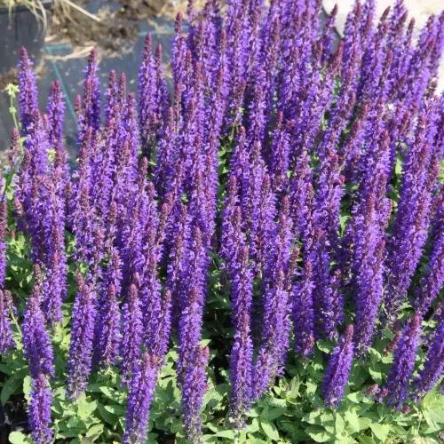 Sage BLUE BOUQUETTA