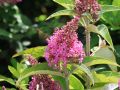 Budleja Dawida BUTTERFLY CANDY LITTLE PINK