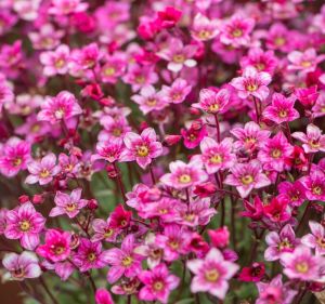Lomikámen Anderse ALPINO EARLY ROSE