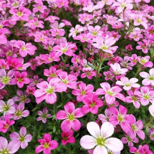 Lomikámen Anderse ALPINO EARLY CARNIVAL