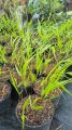 Trawa Hakonechloa GREENHILLS