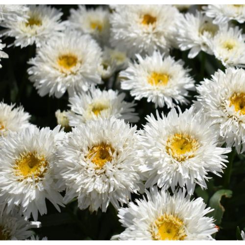 Kopretina Sweet Daisy Rebecca 