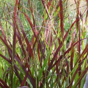 Proso prutnaté OXBLOOD AUTUMN