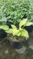 Funkia - HOSTA JUNE