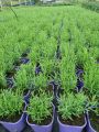 Lawenda wąskolistna HAVANA